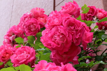 日本　埼玉のバラ