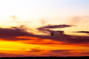 Fototapeta na wymiar bird silhouette sunset