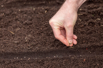 The hand of a man sowing seeds in the ground close-up