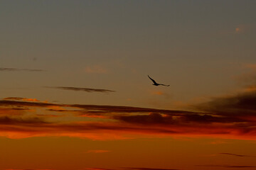 bird silhouette in the sky