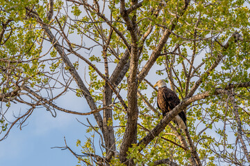 A bald eagle looking away in a tree on the prairies in Saskatchewan, Canada