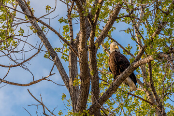 A bald eagle staring at the camera in a tree on the prairies in Saskatchewan, Canada