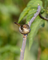 Common tailorbird is a songbird found across tropical Asia.