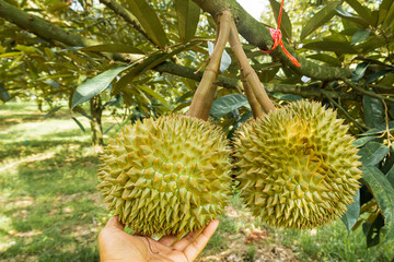Close-up, durians on the durian tree in durian orchard, king of tropical fruit.