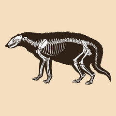Skeleton civet cat vector illustration