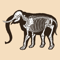 Skeleton elephant vector illustration