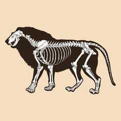 Skeleton lion vector illustration