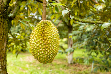 durians on the durian tree in durian orchard.