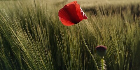 poppy in a wheat field