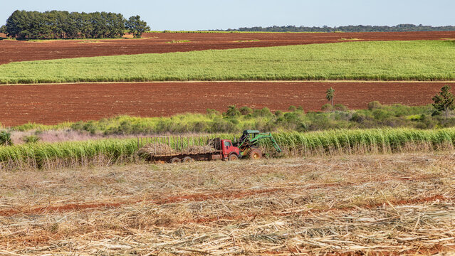 Harvesting from one of the huge sugar cane fields in Paraguay with outdated harvesters.