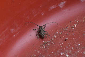 beetle on the ground