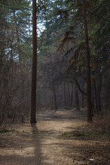 Fabulous spring forest