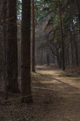 Fabulous spring forest