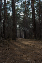 Fabulous spring forest