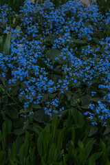 blue flowers in the garden
