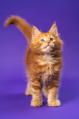 Fototapeta premium Portrait of red classic tabby Maine Coon kitten standing on purple background looking up and lifting tail. Playful purebred male altered cat is 6 weeks old. Front view. Studio shot. Part of series
