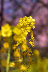 満開の河津桜と菜の花の競演（松田さくら祭り）