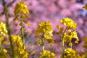 満開の河津桜と菜の花の競演（松田さくら祭り）