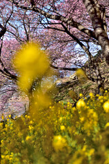 満開の河津桜と菜の花の競演（松田さくら祭り）