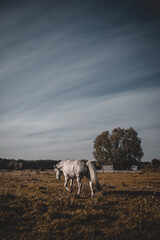 Obraz premium Beautiful white horse grazing on field in summer day