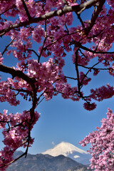 満開の河津桜と富士山の競演（松田さくら祭り）