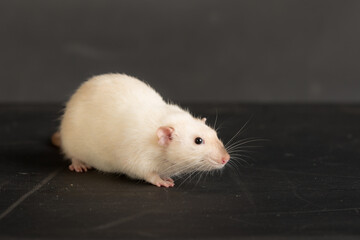 white domestic rat