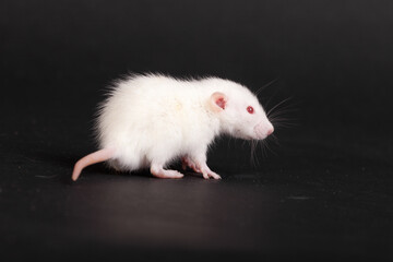 white small rat