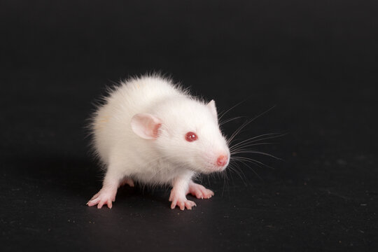 white small rat on black background