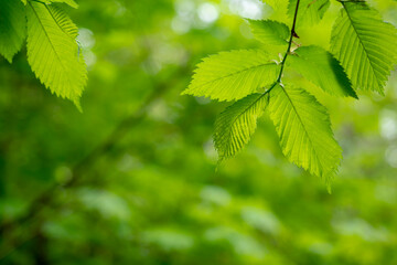 Fototapeta na wymiar Green foliage closeup, leaves on a tree branch. Summer season.