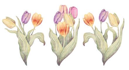 Watercolor floral hand drawn set with delicate illustration of blossom pink, yellow, purple tulips bouquet. Colorful spring flowers, buds collection. Garden elements isolated on white background