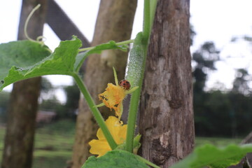 beetles in the Coleopetra family. eat a young cucumber (Cucumis sativus L)