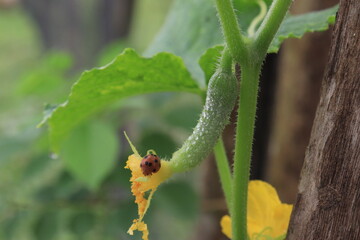 beetles in the Coleopetra family. eat a young cucumber (Cucumis sativus L)
