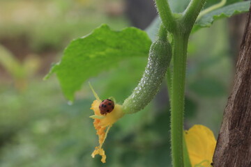small stream of water on the edge of the cliff