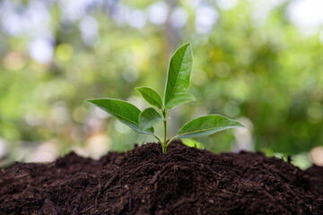 Sprout growth in garden soil, close up. Agriculture, ecology and new life concept.