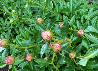 Close-up unopened bright peony buds in the garden on a sunny day. Natural background, green leaves. Young peonies. Bush of peony buds. Green background. Spring time. Design backround