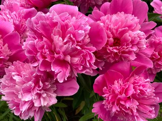 Closeup shot of beautiful pink flowers, Pink peonies. Online store. Floral shop and delivery concept. 