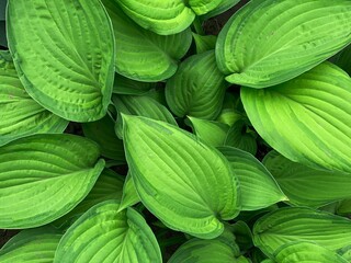 Background on green leaves of hosta plant. freshness concept. Natural leaves of green plant, eco concept. Sustainable energy.