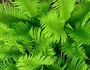 Unusual Natural green fern landscape. Fern background. Macro shot. A detail shot for websites and marketing materials. Tropical leaves. Plant fern blossomed.