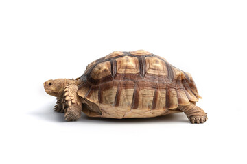Turtle (Centrochelys sulcata) isolated on white background