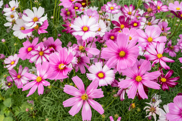 Obraz na płótnie Canvas Full frame shot of Cosmos flowers blooming in the nature.