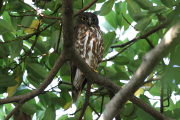 真夏のアオバズク