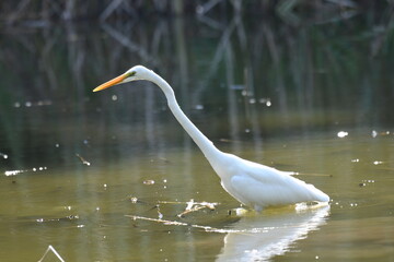 池で獲物を探すダイサギ