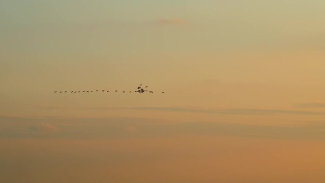 Birds geese migration flying in v formation, sunset sky background. Wild geese are flying.