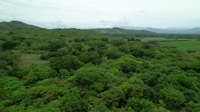 AERIAL: Flying over the lush foliage of the tropical rainforest of Panama on a cloudy summer day. Scenic drone point of view of the countless exotic trees covering the untouched rural part of Panama.