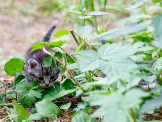 One Cute grey and white little curious kitten playing in the garden under sunlight, it explore the world