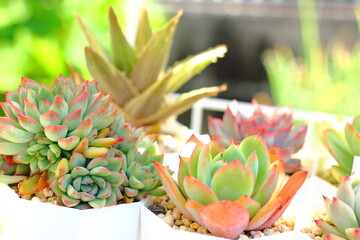 元気になる多肉植物