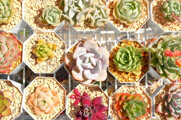 きれいな多肉植物