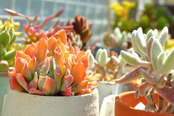 朝日に輝く多肉植物