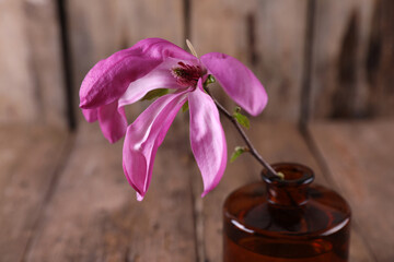 Bright magnolia flower on a rustic background