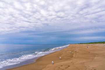 A  view of the wild ocean beach of Plum Island on the northeast coast of Massachusetts. A place for nesting birds.